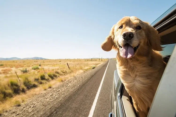 Tiertransporthund