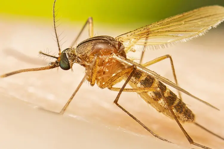 Insekten Versand